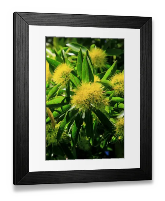 Framed Print : A bright yellow wattle tree in suburban Cairns, far north Queensland, Australia Framed Print : A bright yellow wattle tree in suburban Cairns, far north Queensland, Australia