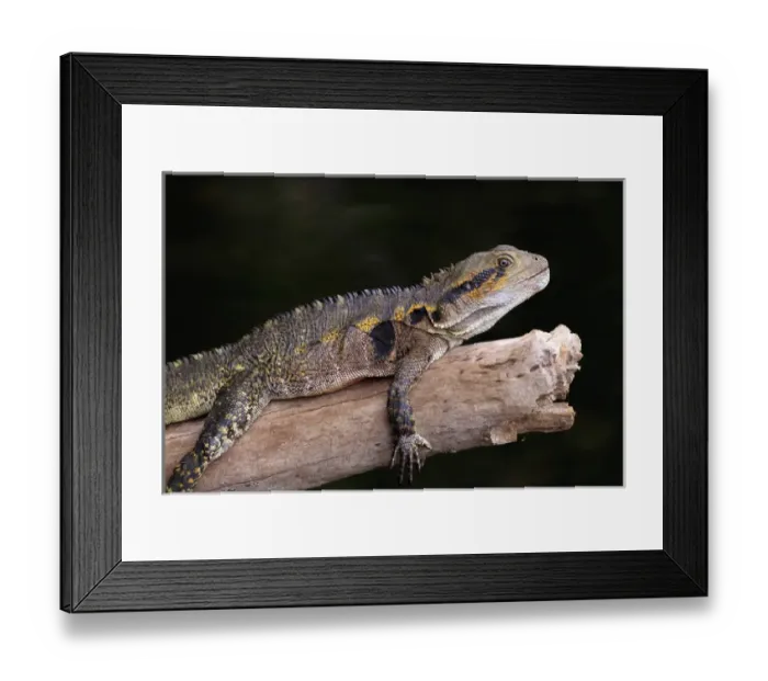Framed Print : An Eastern Water Dragon (Eastern Water Dragon) basks on a sun-drenched log on Framed Print : An Eastern Water Dragon (Eastern Water Dragon) basks on a sun-drenched log on