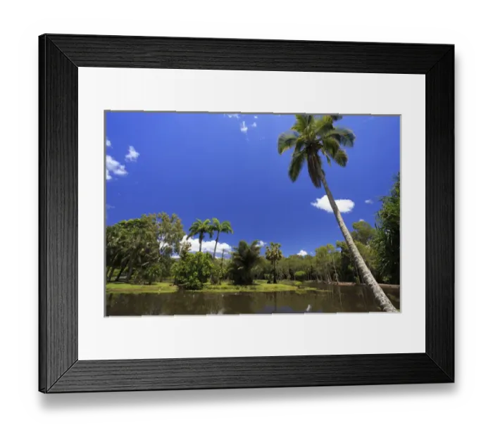 Framed Print : A palm tree on the shore of the Salt Lake section of Centenary Lakes adjoining the Botanic Gardens Framed Print : A palm tree on the shore of the Salt Lake section of Centenary Lakes adjoining the Botanic Gardens