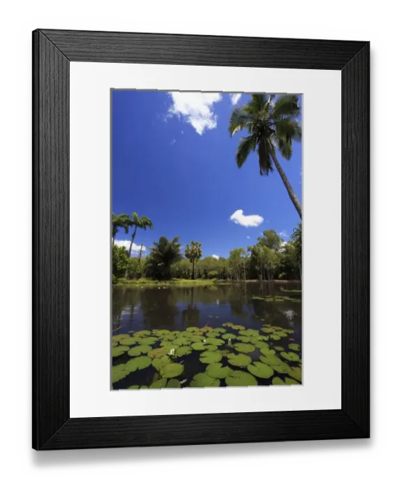 Framed Print : A palm tree on the shore of the Salt Lake section of Centenary Lakes adjoining the Botanic Gardens Framed Print : A palm tree on the shore of the Salt Lake section of Centenary Lakes adjoining the Botanic Gardens