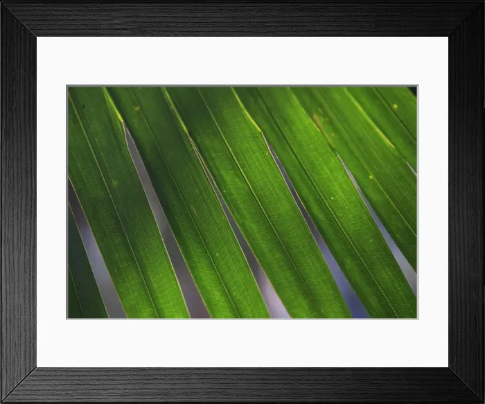 Framed Print : Backlit leaves of a palm tree form patterns at the Freshwater Lake section of Centenary Framed Print : Backlit leaves of a palm tree form patterns at the Freshwater Lake section of Centenary