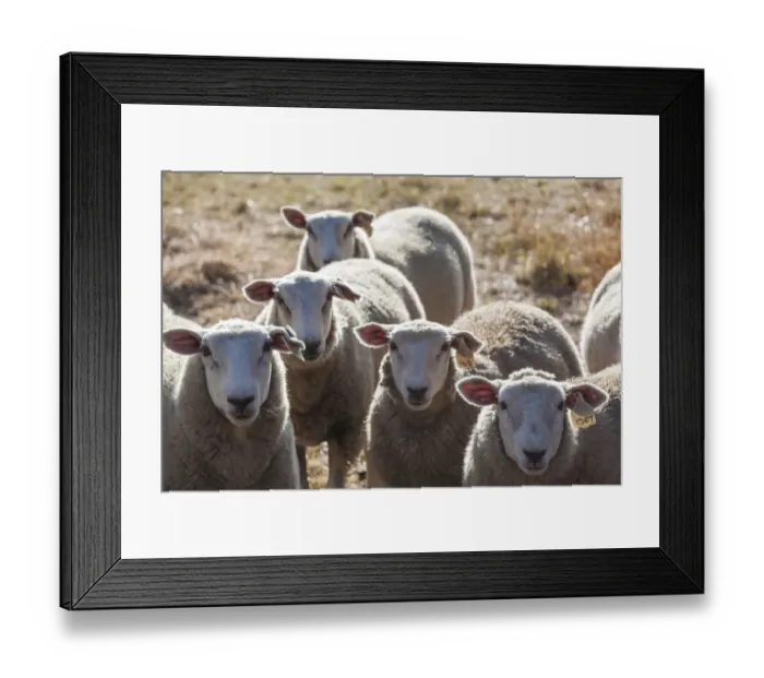 Framed Print : Australia, Victoria, VIC, Yarra Valley, sheep farm Framed Print : Australia, Victoria, VIC, Yarra Valley, sheep farm