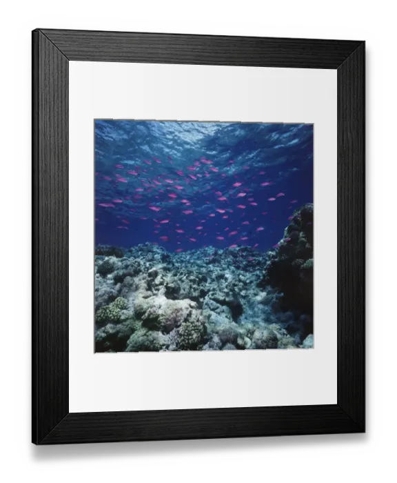 Framed Print : Australia, Yellowstriped Anthias(Pseudanthias) schooling in Great Barrier Reef Framed Print : Australia, Yellowstriped Anthias(Pseudanthias) schooling in Great Barrier Reef