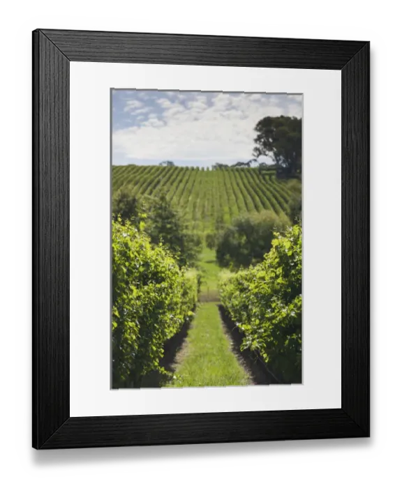 Framed Print : Australia, South Australia, Adelaide Hills, Gumeracha, vineyard