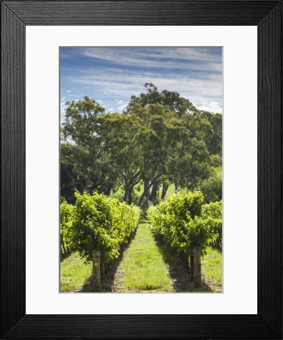 Framed Print : Australia, South Australia, Adelaide Hills, Gumeracha, vineyard Framed Print : Australia, South Australia, Adelaide Hills, Gumeracha, vineyard