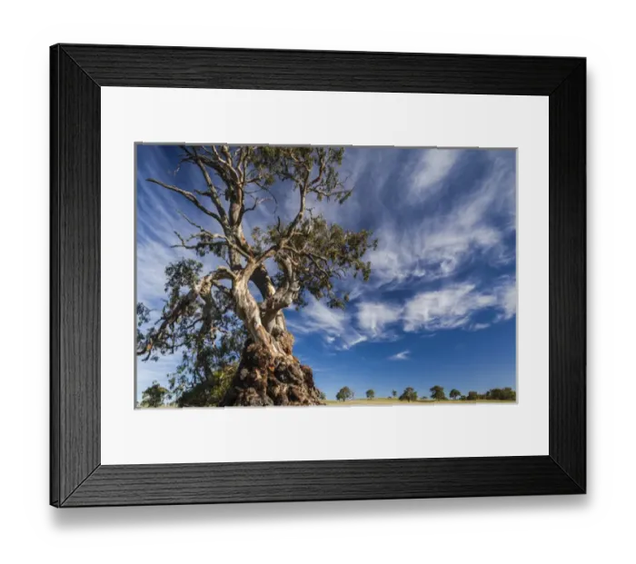 Framed Print : Australia, South Australia, Barossa Valley, Springton, The Herbig Tree, first home Framed Print : Australia, South Australia, Barossa Valley, Springton, The Herbig Tree, first home