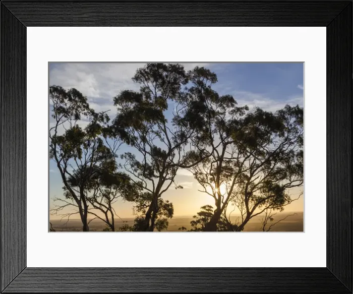 Framed Print : Australia, South Australia, Barossa Valley, Tanunda, Menglers Hill, gum trees Framed Print : Australia, South Australia, Barossa Valley, Tanunda, Menglers Hill, gum trees