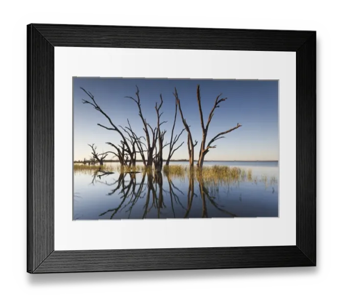 Framed Print : Australia, South Australia, Murray River Valley, Barmera, Lake Bonney, petrified trees