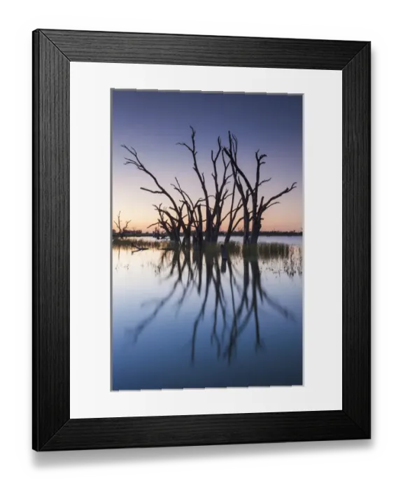 Framed Print : Australia, South Australia, Murray River Valley, Barmera, Lake Bonney, petrified trees Framed Print : Australia, South Australia, Murray River Valley, Barmera, Lake Bonney, petrified trees
