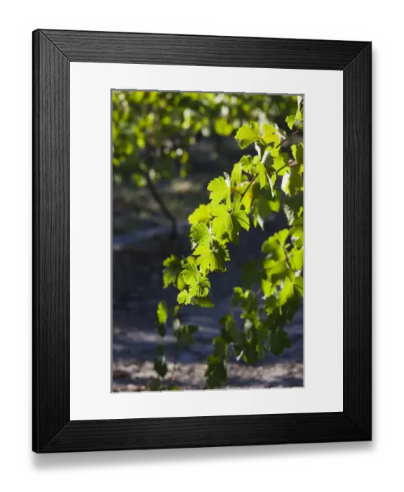 Framed Print : Australia, South Australia, Clare Valley, Clare, vineyard morning Framed Print : Australia, South Australia, Clare Valley, Clare, vineyard morning