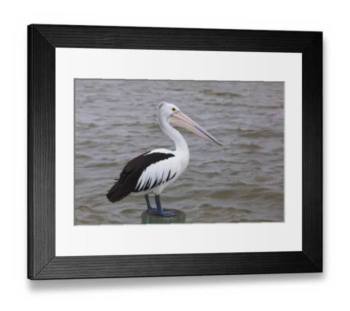 Framed Print : Australia, South Australia, Fleurieu Peninsula, Goolwa, Australian pelican, pelecanus Framed Print : Australia, South Australia, Fleurieu Peninsula, Goolwa, Australian pelican, pelecanus