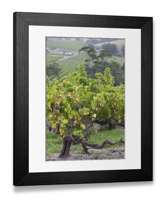 Framed Print : Australia, South Australia, Fleurieu Peninsula, McLaren Vale Wine Region, McLaren Vale