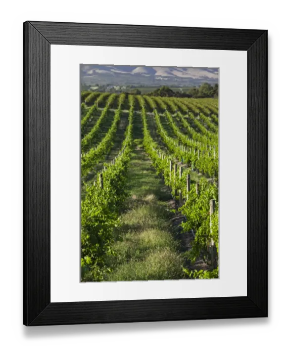 Framed Print : Australia, South Australia, Fleurieu Peninsula, McLaren Vale Wine Region, McLaren Vale Framed Print : Australia, South Australia, Fleurieu Peninsula, McLaren Vale Wine Region, McLaren Vale