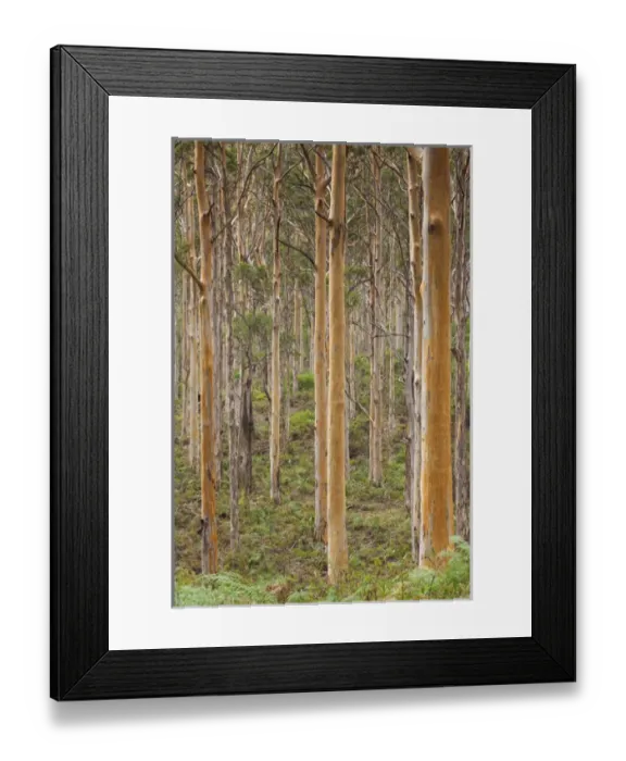 Framed Print : Australia, Western Australia, The Southwest, Karridale, Boranup Kari Forrest Framed Print : Australia, Western Australia, The Southwest, Karridale, Boranup Kari Forrest