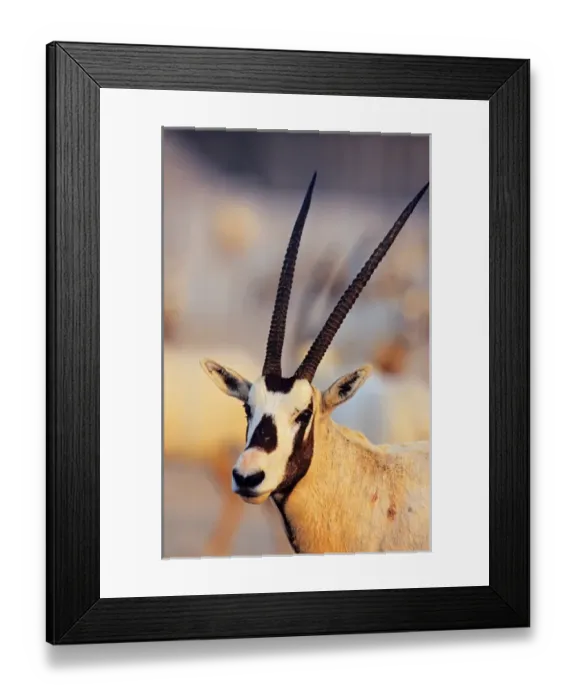 Framed Print : Arabian Oryx (Oryx leucoryx) on Sir Bani Yas Island, United Arab Emirates, April Framed Print : Arabian Oryx (Oryx leucoryx) on Sir Bani Yas Island, United Arab Emirates, April