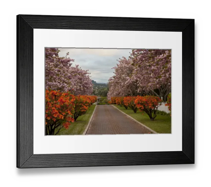 Framed Print : South Pacific, New Zealand, North Island. Cherry trees in blossom along a brick-paved drive