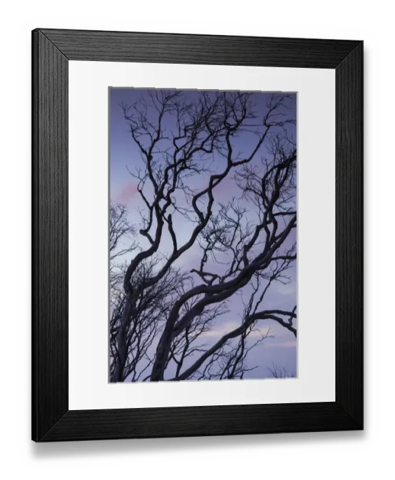 Framed Print : Australia, Western Australia, The Southwest, Prevelly, Surfers Point, tree silhouettes