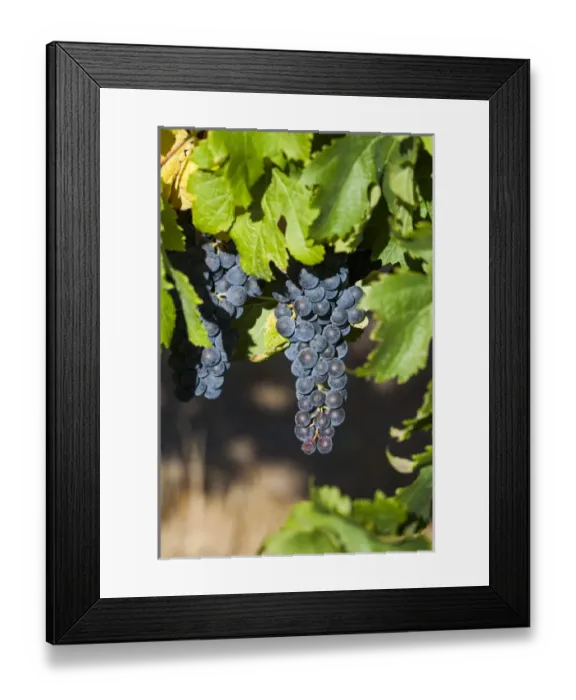 Framed Print : Australia, Western Australia, The Southwest, Margaret River Wine Region, Margaret River Framed Print : Australia, Western Australia, The Southwest, Margaret River Wine Region, Margaret River