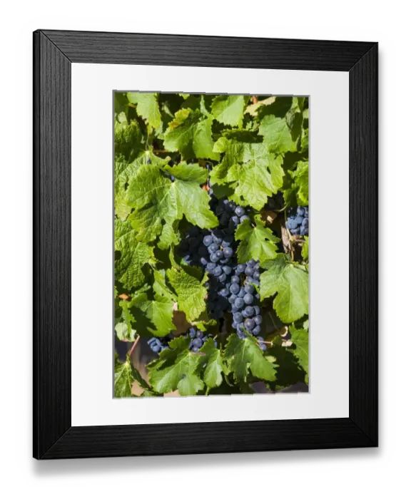 Framed Print : Australia, Western Australia, The Southwest, Margaret River Wine Region, Margaret River Framed Print : Australia, Western Australia, The Southwest, Margaret River Wine Region, Margaret River