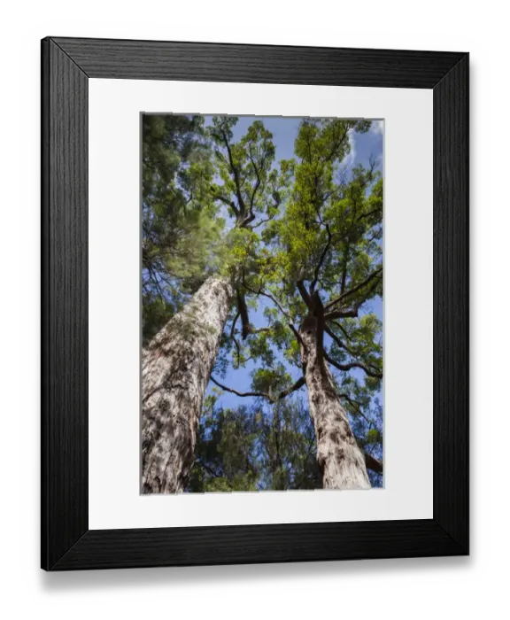 Framed Print : Australia, Western Australia, The Southwest, Walpole-Nornalup, Valley of the Giants Tree Top Walk Framed Print : Australia, Western Australia, The Southwest, Walpole-Nornalup, Valley of the Giants Tree Top Walk