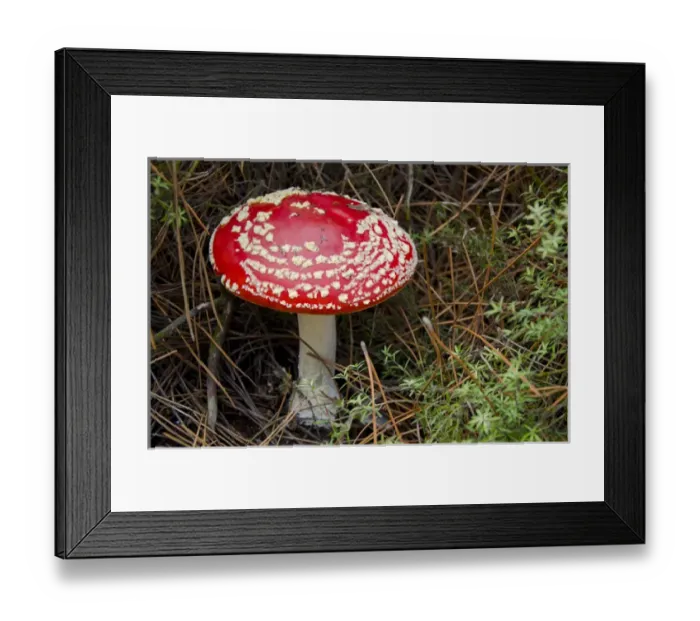 Framed Print : New Zealand, North Island, Rotorua, Taupo Volcanic Zone. Wai-o-tapu Valley aka Waiotapu