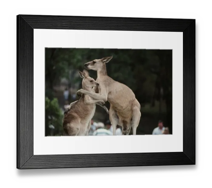 Framed Print : Australia, Queensland, Kangaroo Framed Print : Australia, Queensland, Kangaroo