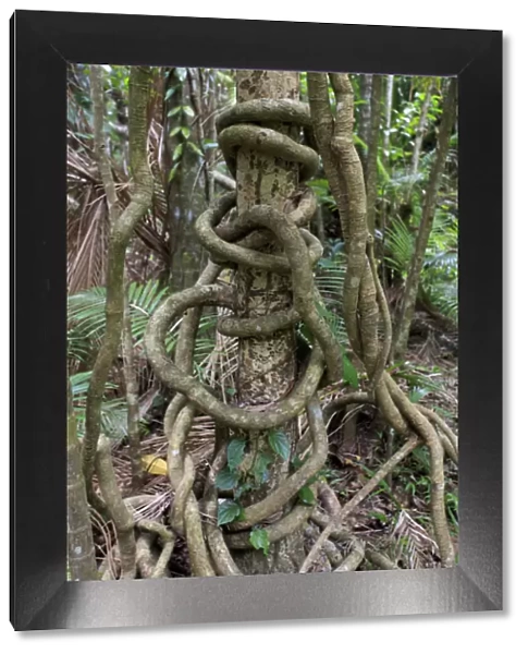 A long vine wraps itself around a rainforest tree beside the boardwalk connecting