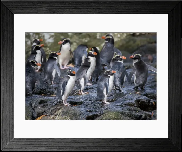 Framed Print : New Zealand, Snares Islands (The Snares) aka Tini Heke. The rare endemic Snares crested penguin Framed Print : New Zealand, Snares Islands (The Snares) aka Tini Heke. The rare endemic Snares crested penguin