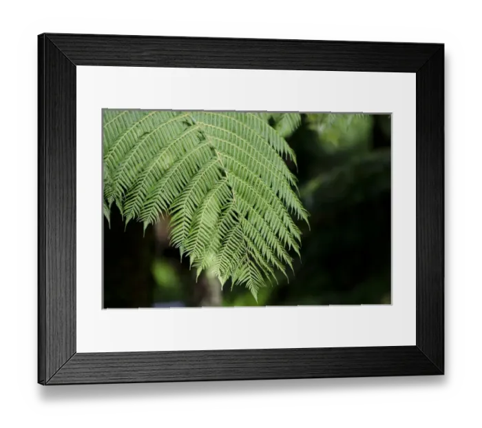 Framed Print : New Zealand, North Island, Wellington. Otari-Wiltons Bush, native botanic garden Framed Print : New Zealand, North Island, Wellington. Otari-Wiltons Bush, native botanic garden