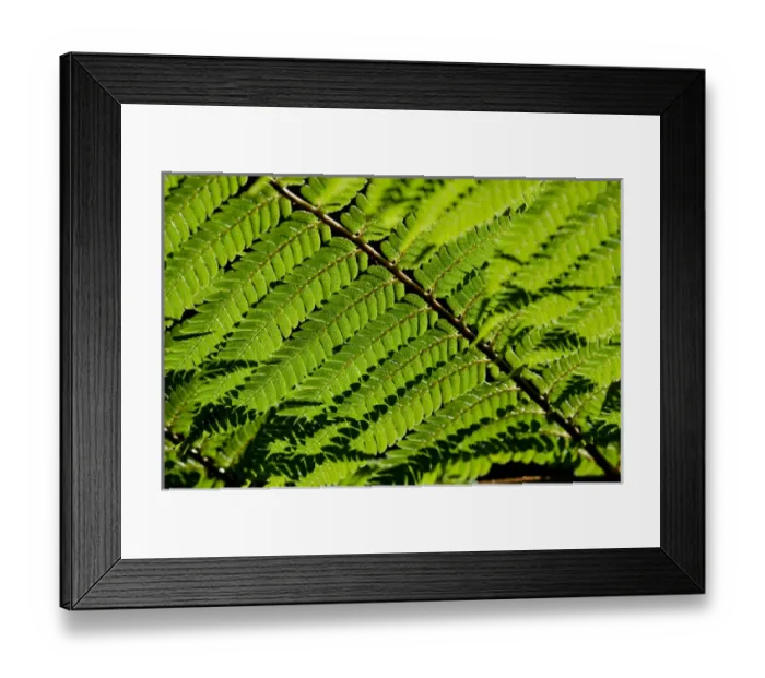 Framed Print : New Zealand, North Island, Wellington. Otari-Wiltons Bush, native botanic garden Framed Print : New Zealand, North Island, Wellington. Otari-Wiltons Bush, native botanic garden