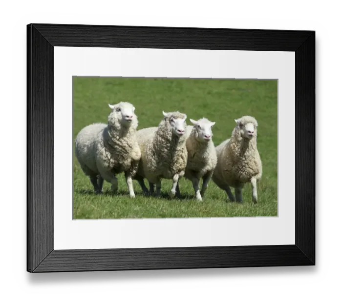Framed Print : The New Zealand Romney makes up makes up about 68% of the national flock of 40 million Framed Print : The New Zealand Romney makes up makes up about 68% of the national flock of 40 million