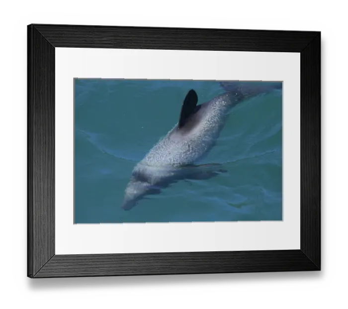 Framed Print : Hectors dolphin (Cephalorhynchus hectori), Akaroa Harbour, Banks Peninsula, Canterbury Framed Print : Hectors dolphin (Cephalorhynchus hectori), Akaroa Harbour, Banks Peninsula, Canterbury