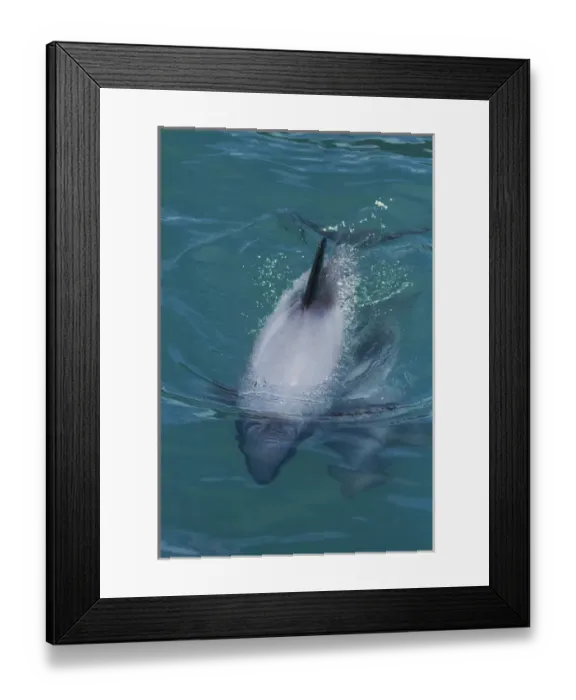 Framed Print : Hectors dolphin (Cephalorhynchus hectori), Akaroa Harbour, Banks Peninsula, Canterbury Framed Print : Hectors dolphin (Cephalorhynchus hectori), Akaroa Harbour, Banks Peninsula, Canterbury