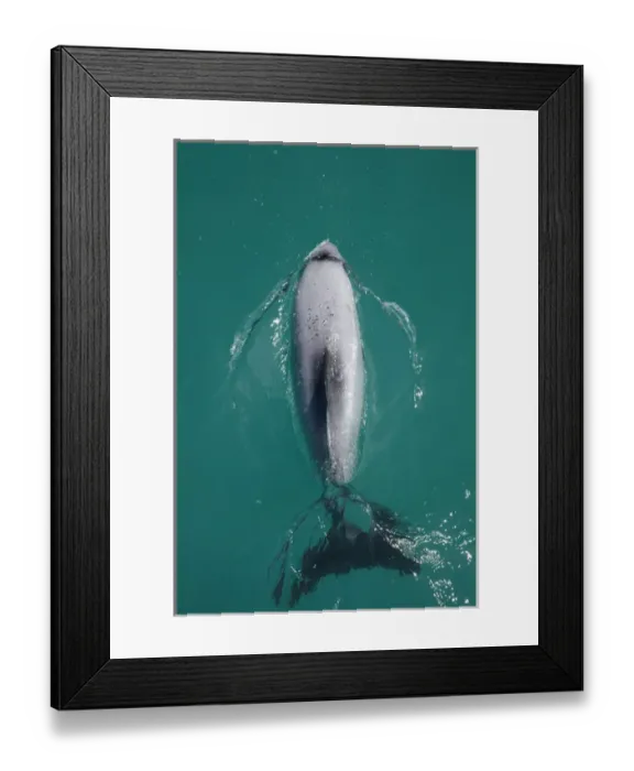 Framed Print : Hectors dolphin (Cephalorhynchus hectori), Akaroa Harbour, Banks Peninsula, Canterbury