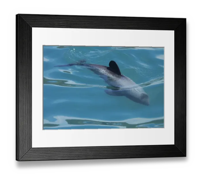 Framed Print : Hectors dolphin (Cephalorhynchus hectori), Akaroa Harbour, Banks Peninsula, Canterbury