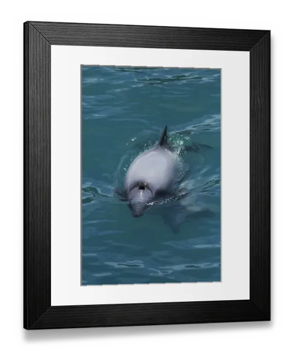 Framed Print : Hectors dolphin (Cephalorhynchus hectori), Akaroa Harbour, Banks Peninsula, Canterbury Framed Print : Hectors dolphin (Cephalorhynchus hectori), Akaroa Harbour, Banks Peninsula, Canterbury