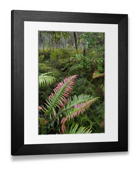 Framed Print : New Zealand, North Island, Waipoua Forest Framed Print : New Zealand, North Island, Waipoua Forest