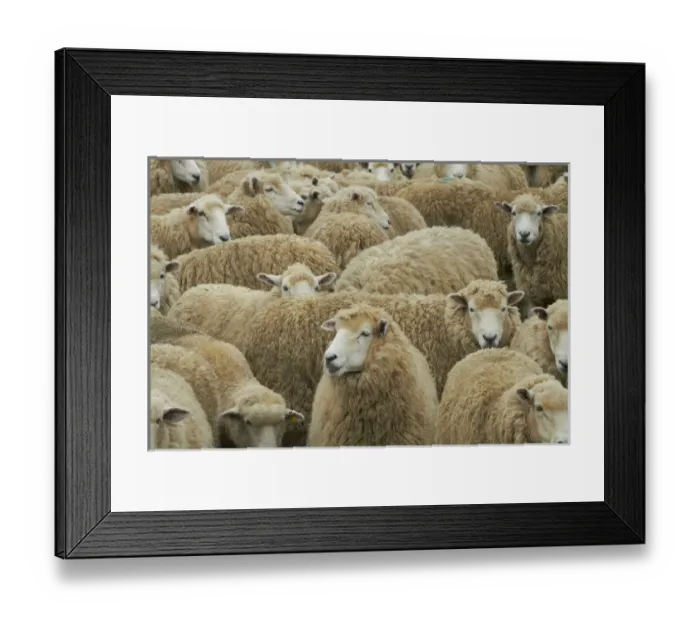 Framed Print : Mob of sheep, Catlins, South Otago, South Island, New Zealand Framed Print : Mob of sheep, Catlins, South Otago, South Island, New Zealand