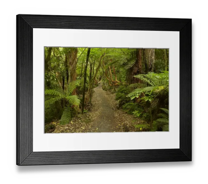 Framed Print : Track to Matai Falls, Catlins, South Otago, South Island, New Zealand Framed Print : Track to Matai Falls, Catlins, South Otago, South Island, New Zealand