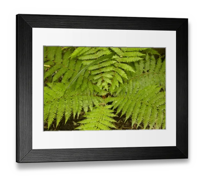 Framed Print : Fern near Matai Falls, Catlins, South Otago, South Island, New Zealand Framed Print : Fern near Matai Falls, Catlins, South Otago, South Island, New Zealand