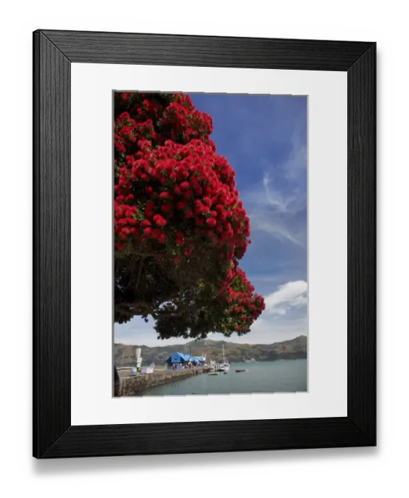Framed Print : Pohutukawa tree and main wharf, Akaroa, Banks Peninsula, Canterbury, South Island
