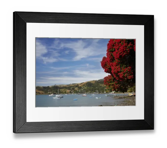 Framed Print : Pohutukawa tree and Akaroa Harbour, Akaroa, Banks Peninsula, Canterbury, South Island