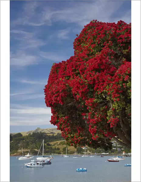 Pohutukawa tree and Akaroa Harbour, Akaroa, Banks Peninsula, Canterbury, South Island
