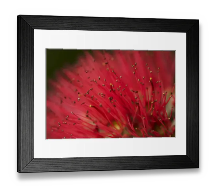 Framed Print : Pohutukawa Flower, Dunedin, South Island, New Zealand