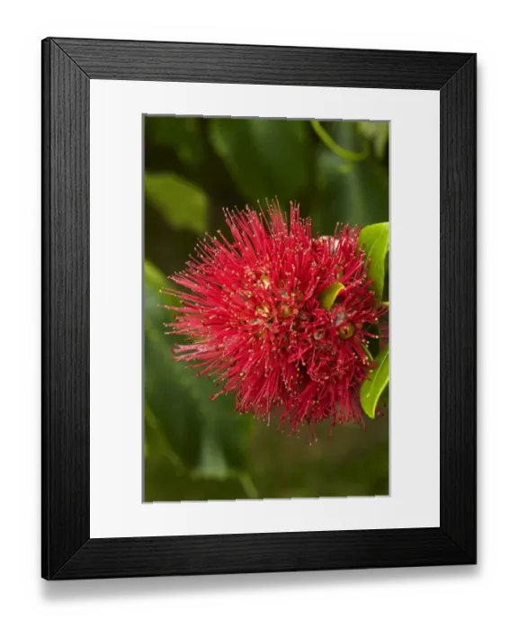 Framed Print : Pohutukawa Flower, Dunedin, South Island, New Zealand Framed Print : Pohutukawa Flower, Dunedin, South Island, New Zealand