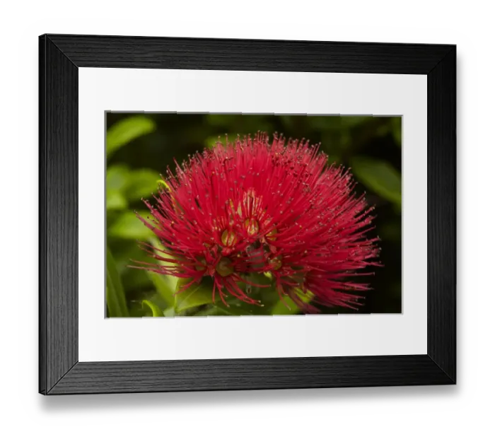 Framed Print : Pohutukawa Flower, Dunedin, South Island, New Zealand