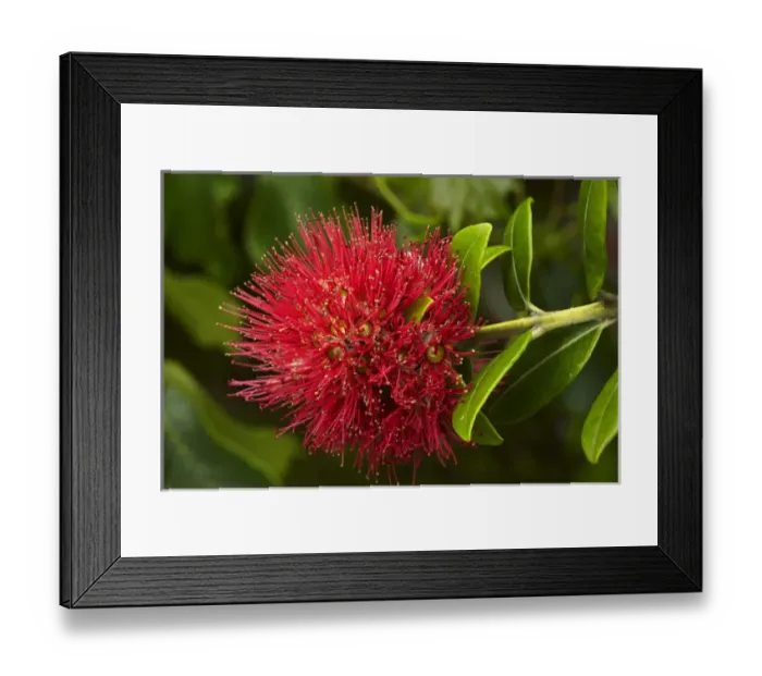 Framed Print : Pohutukawa Flower, Dunedin, South Island, New Zealand Framed Print : Pohutukawa Flower, Dunedin, South Island, New Zealand