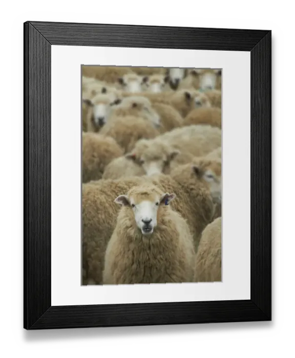 Framed Print : Mob of sheep, Catlins, South Otago, South Island, New Zealand Framed Print : Mob of sheep, Catlins, South Otago, South Island, New Zealand
