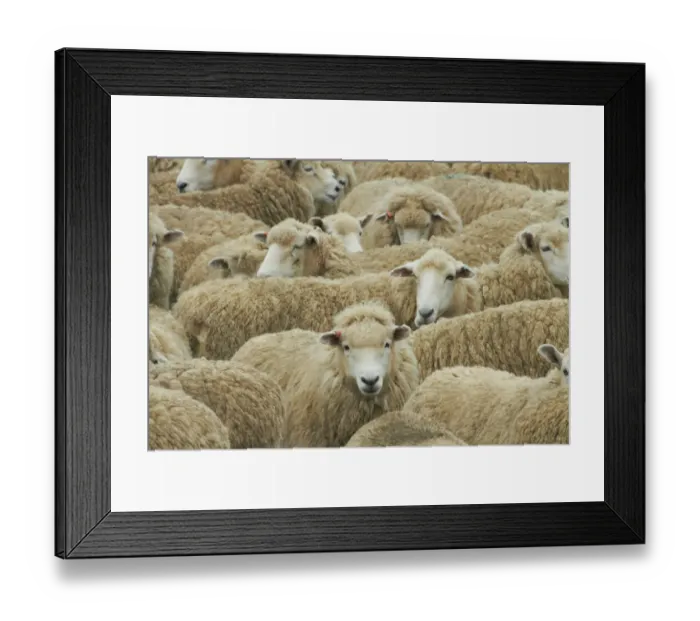 Framed Print : Mob of sheep, Catlins, South Otago, South Island, New Zealand Framed Print : Mob of sheep, Catlins, South Otago, South Island, New Zealand