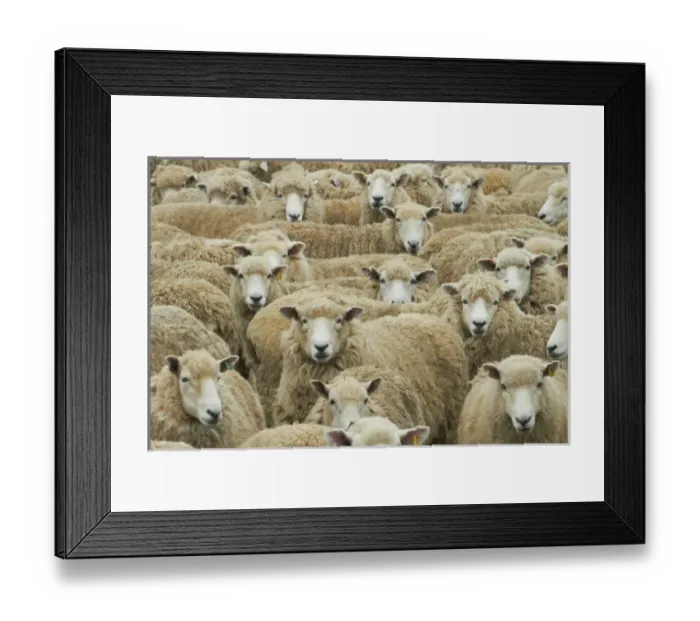 Framed Print : Mob of sheep, Catlins, South Otago, South Island, New Zealand